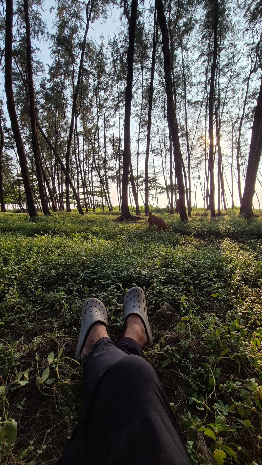 Person relaxing in forest with dog, surrounded by tall trees during a peaceful day.