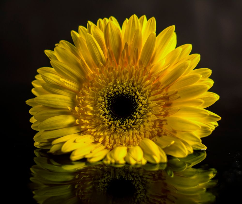 Close-up of a vibrant yellow gerbera daisy with a serene reflection on a glossy black surface.