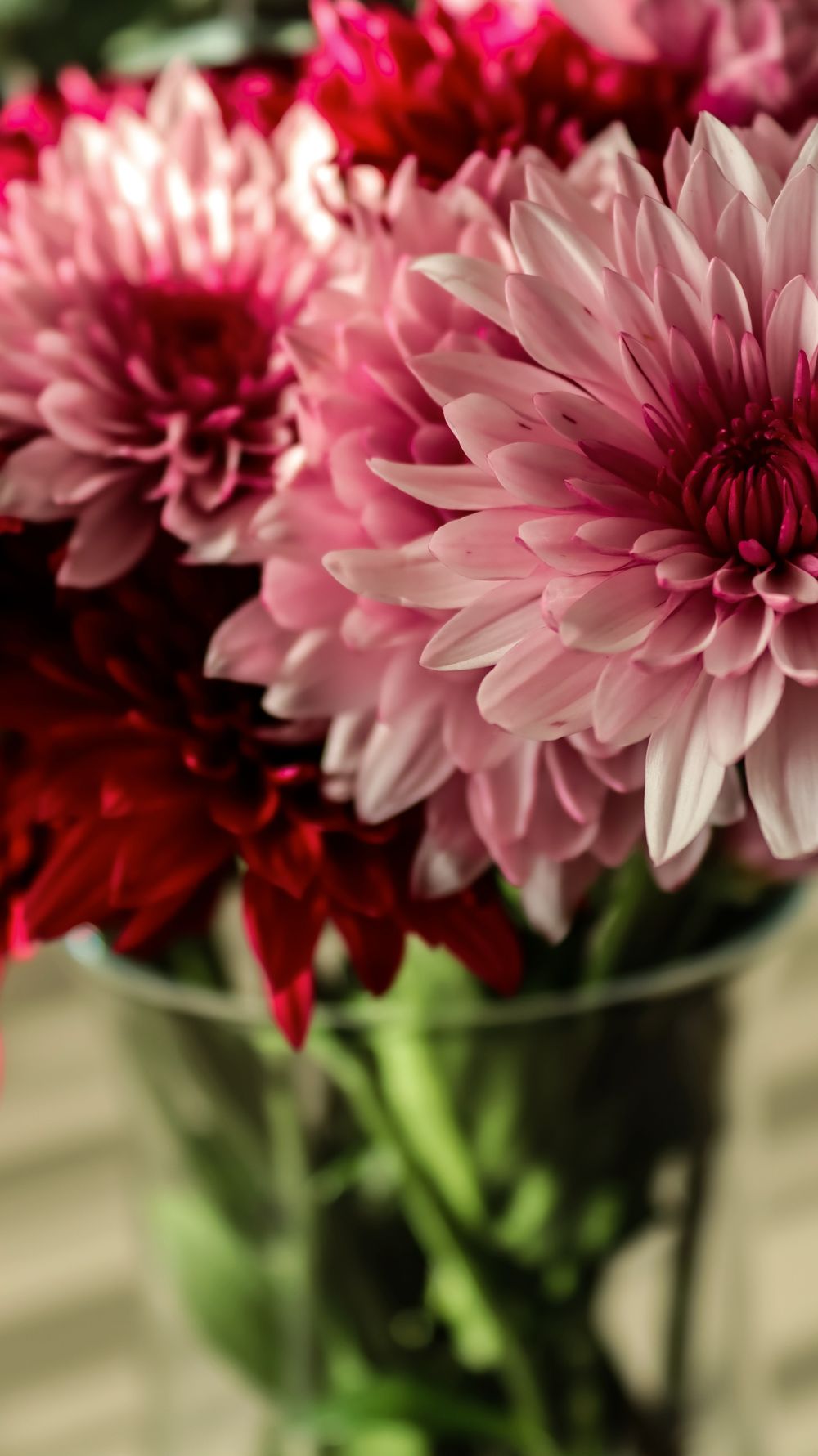 Close-up of vibrant pink and red chrysanthemums in a vase, displaying lush petals.