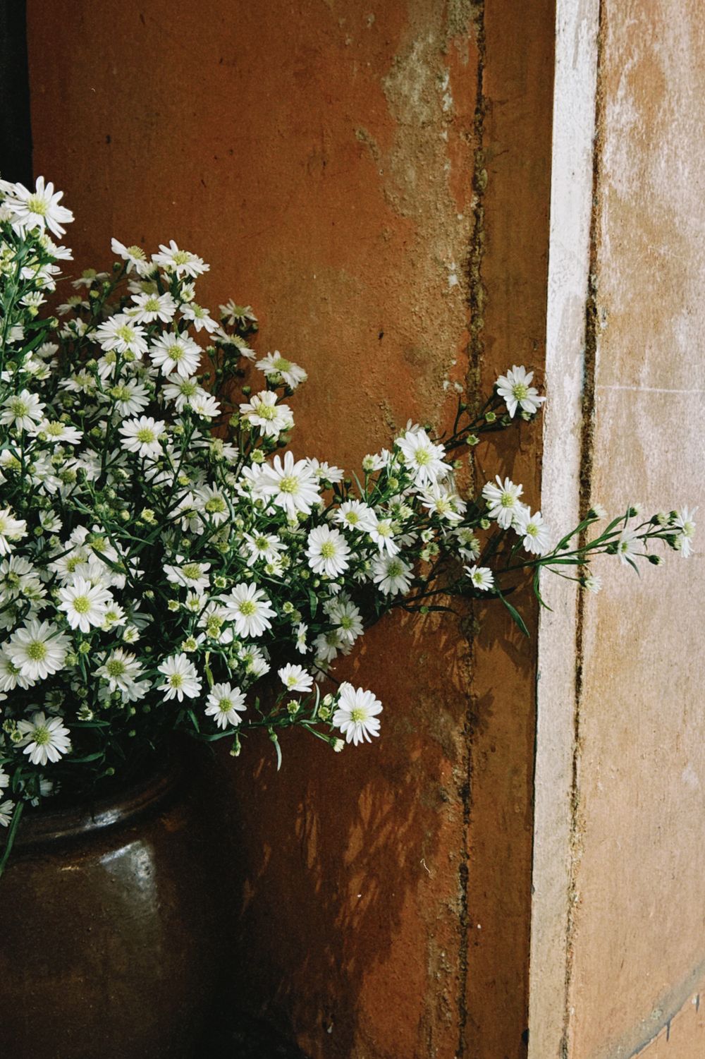Beautiful white aster flowers in a vase against a textured rustic wall, creating a charming vintage feel.