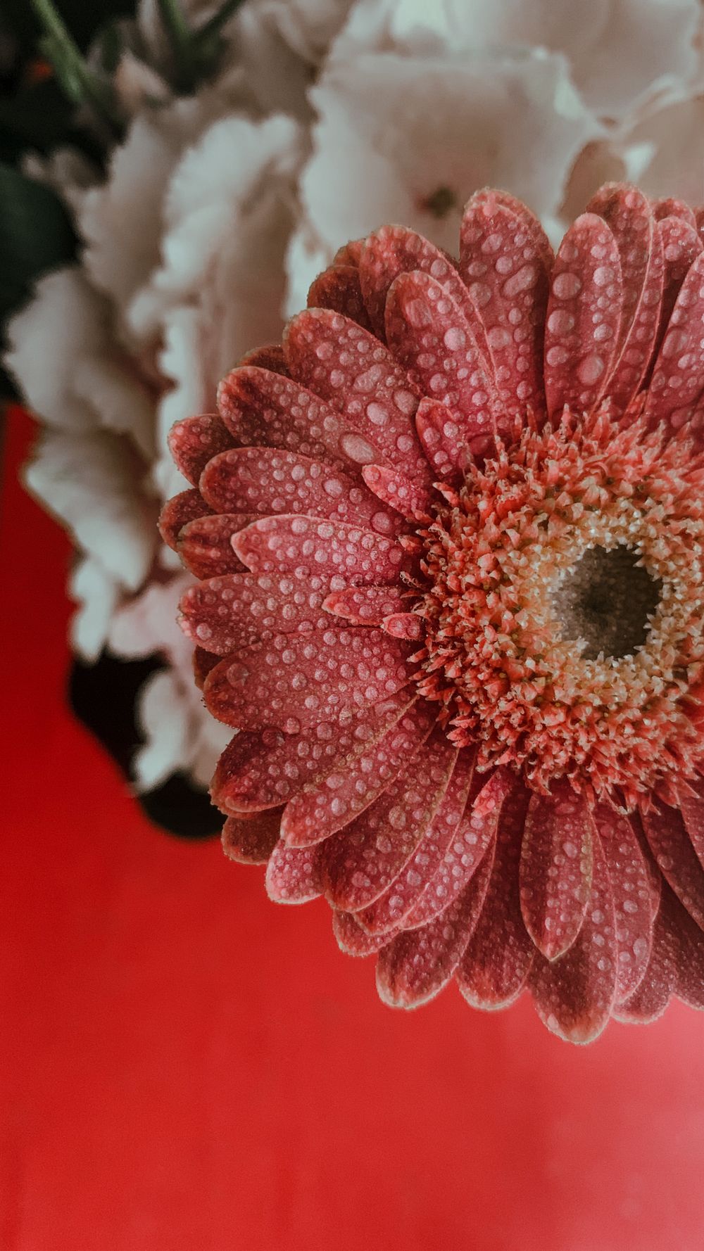 A vibrant pink gerbera with dew on petals, captured against a red backdrop, highlighting nature's beauty.